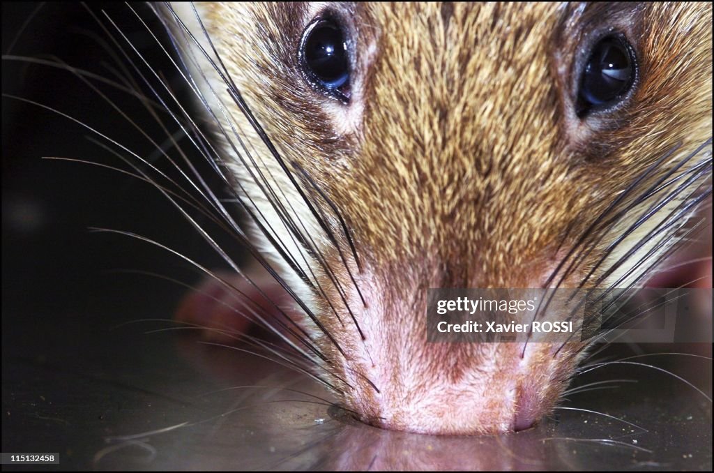 Sniffer Rats Trained To Find Landmines In Tanzania On May 03, 2004.