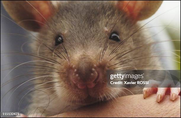 Sniffer rats trained to find landmines in Tanzania on May 03, 2004 - 3-week-old rat.