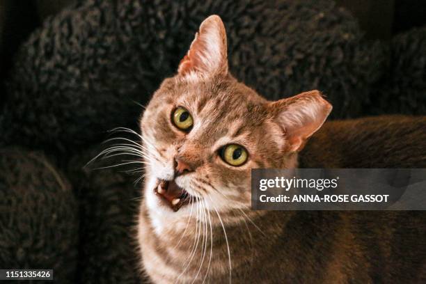 Dennis, an eartipped "Blue Collar" cat meows at the camera from its bed at the Humane Rescue Alliance shelter on June 19, 2019 in Washington, DC. -...