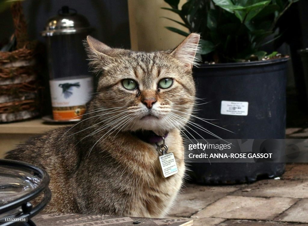 US-BUSINESS-CATS-ANIMALS