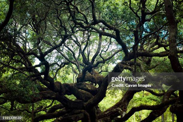 angel oak tree in charleston, south carolina - angel oak tree stock-fotos und bilder