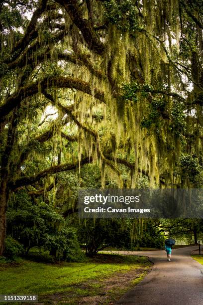 walkway with spanish moss hanging from live oak - charleston south carolina stock pictures, royalty-free photos & images