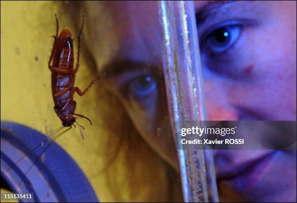 Robots manage to infiltrate a group of insects in Rennes, France on June 21, 2005 - Thousands of cockroaches are bred in vivariums maintained at the...