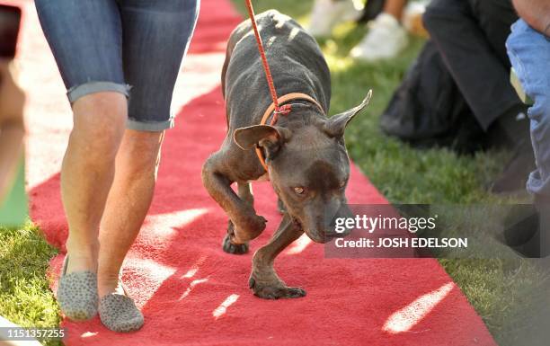 Grendol, a pitbull mastiff mix, walks the red carpet during the World's Ugliest Dog Competition in Petaluma, California on June 21, 2019.