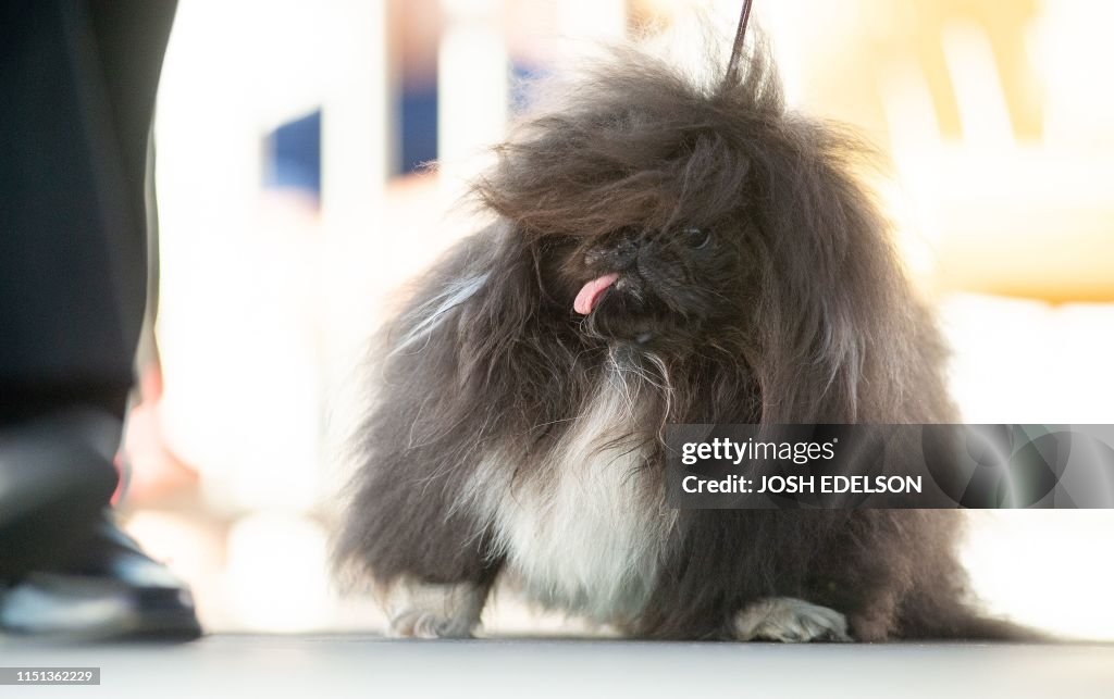 US-ANIMAL-OFFBEAT-UGLY-DOG