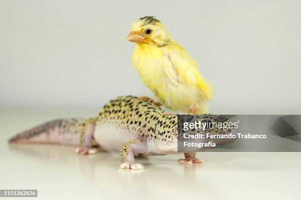 two strange friends: reptile and bird. animal adoption - animal cruelty stock-fotos und bilder