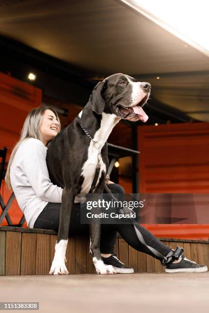 a very large dog on owner's lap - great dane stock pictures, royalty-free photos & images