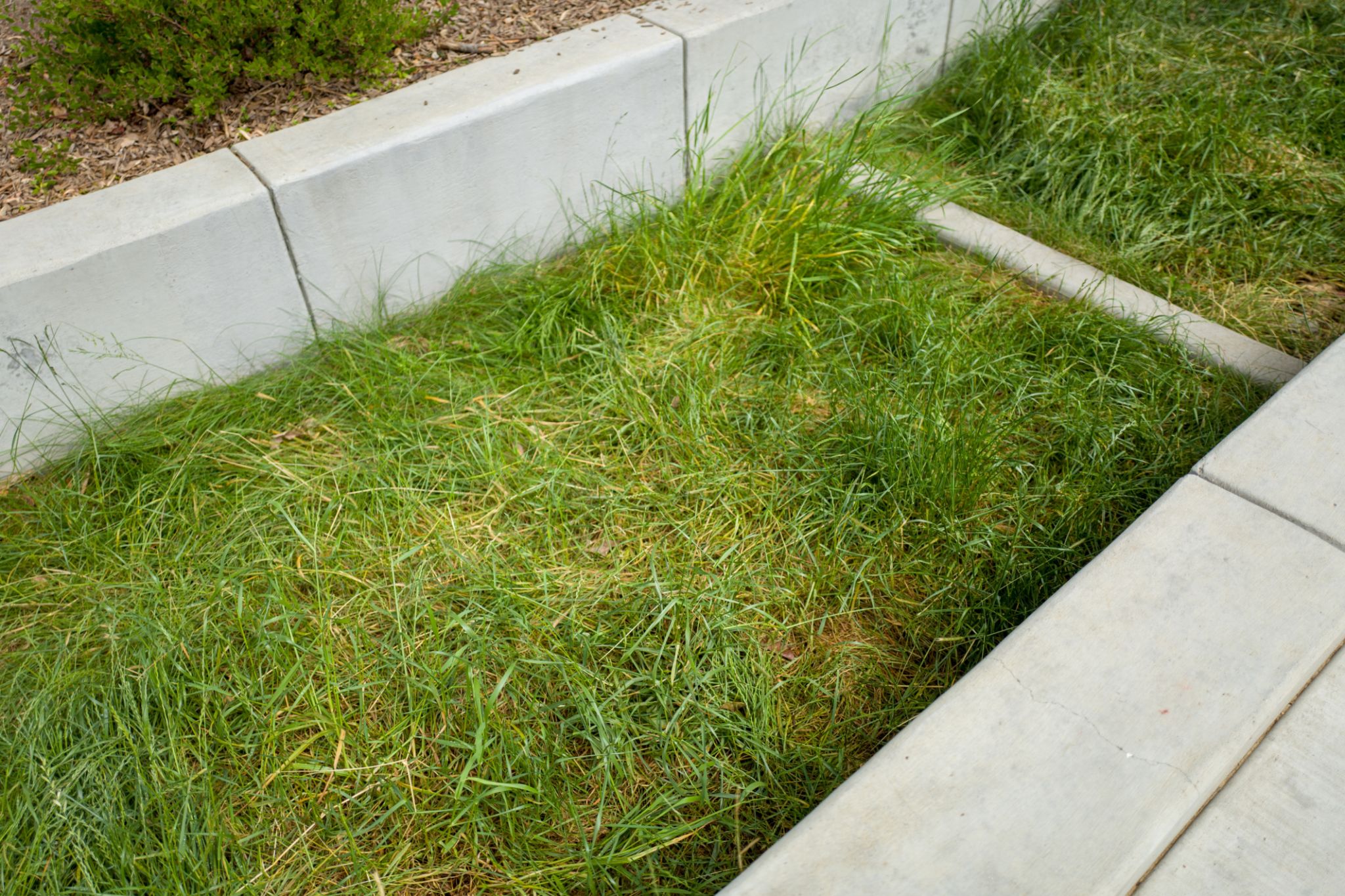 bio-swale park