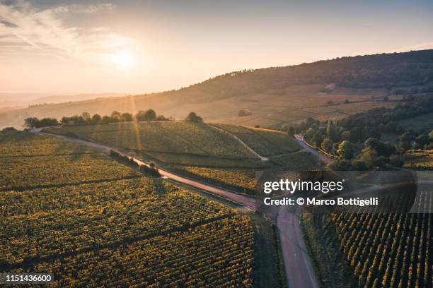 vineyards at sunset, burgundy, france - burgundy france stock pictures, royalty-free photos & images