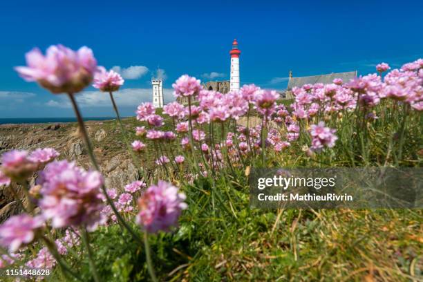 journée d'été à la pointe saint-mathieu en fleurs - fleur dété photos et images de collection