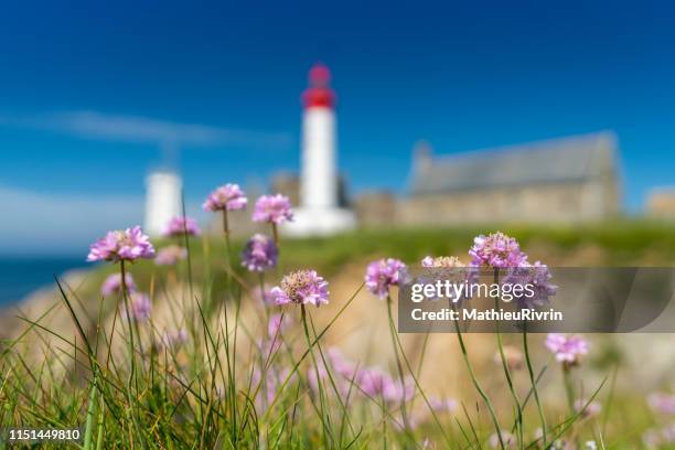 journée d'été à la pointe saint-mathieu en fleurs - fleur dété photos et images de collection