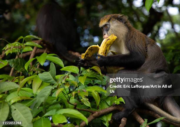 Macaque monkey eating banana in the forest, Tonkpi Region, Man, Ivory Coast on May 6, 2019 in Man, Ivory Coast.