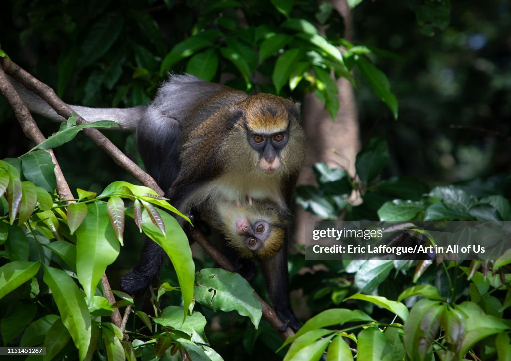 Staring macaque monkey mother with a baby in the forest, Tonkpi Region, Man, Ivory Coast...