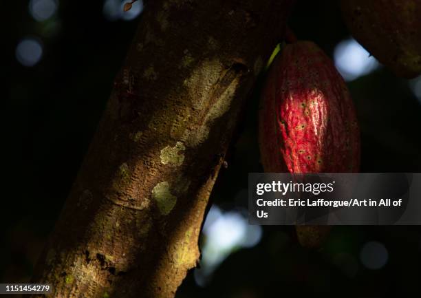 Red cocoa pod on the tree, Région des Lacs, Yamoussoukro, Ivory Coast on May 7, 2019 in Yamoussoukro, Ivory Coast.