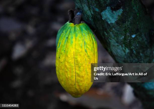 Yellow cocoa pod on the tree, Région des Lacs, Yamoussoukro, Ivory Coast on May 7, 2019 in Yamoussoukro, Ivory Coast.