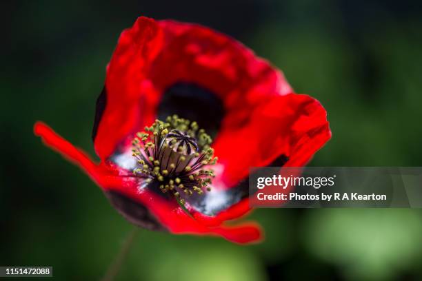 papaver commutatum 'ladybird' - poppy stock pictures, royalty-free photos & images