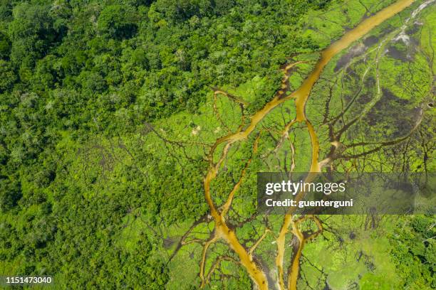 flyg foto över en bai (saltlösning, mineral rensning) i regn skogen, kongo - democratic republic of the congo bildbanksfoton och bilder