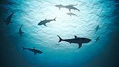 Silhouettes of sharks underwater in ocean against bright light. 3D rendered illustration.