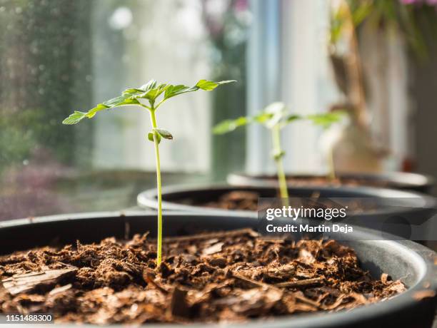 hemp growing - cannabis cultivated for hemp stock pictures, royalty-free photos & images