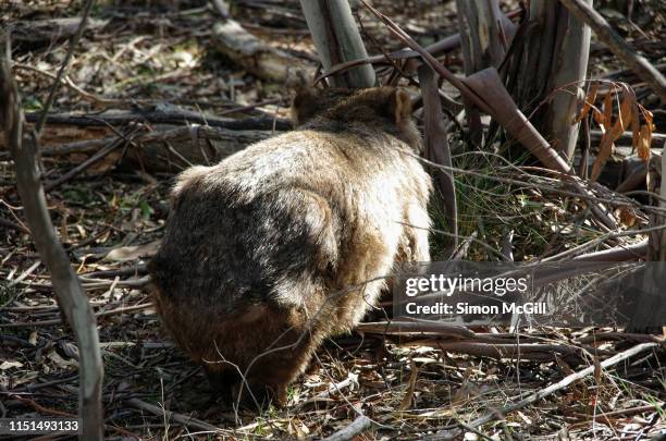 wombat near pallaibo walking track to sawpit creek, kosciuszko national park, new south wales, australia - wombat stock-fotos und bilder