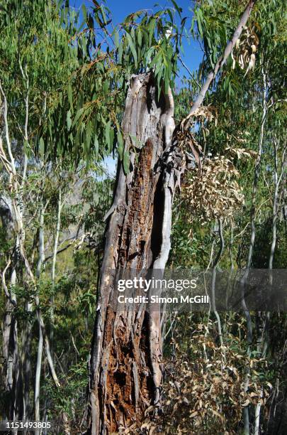 Tree Termites Photos and Premium High Res Pictures - Getty Images
