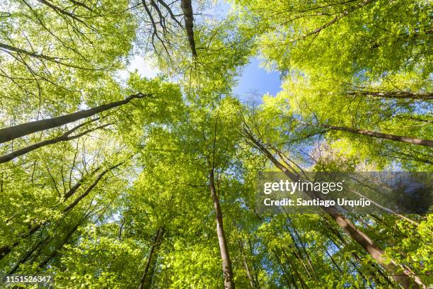 low angle view of beech forest in springtime - directly below tree stock-fotos und bilder