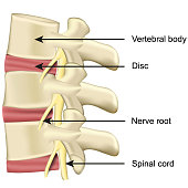 spine disc and vertebral body anatomy medical vector illustration on white background
