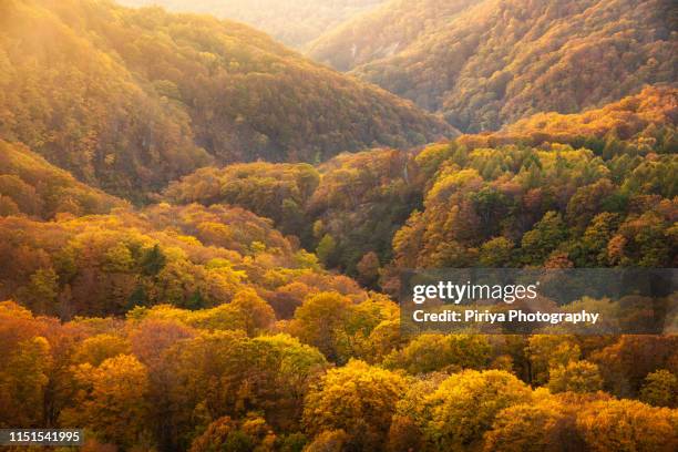 autumn forest layers in tohoku japan - october landscape stock pictures, royalty-free photos & images