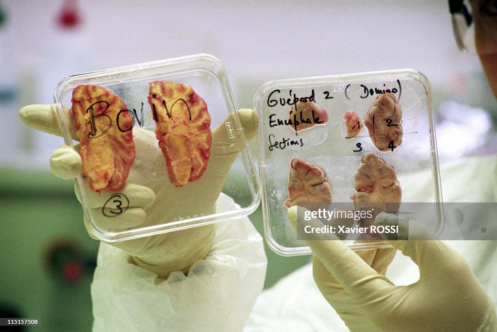High-Security Laboratory To Find The Secrets Of The "Mad Cow" Disease In Lyon, France On November 26, 1997.