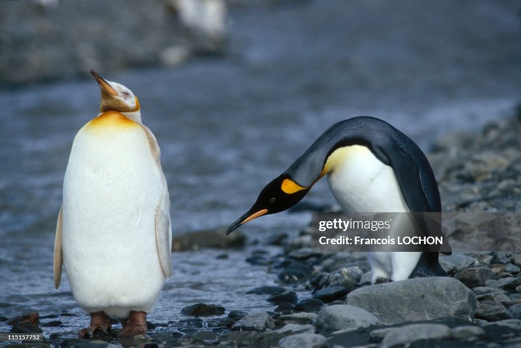 The White King Penguin In Saint Andrews Bay, United States In March, 1998.