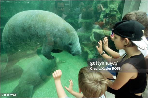 St. Aignan: park and zoo of Beauval, France on June 10, 1998 - Lamentins.