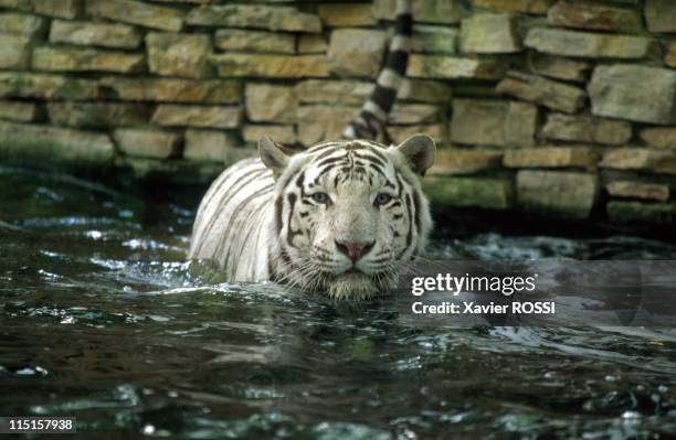 St. Aignan: park and zoo of Beauval, France on June 10, 1998 - White Tiger.