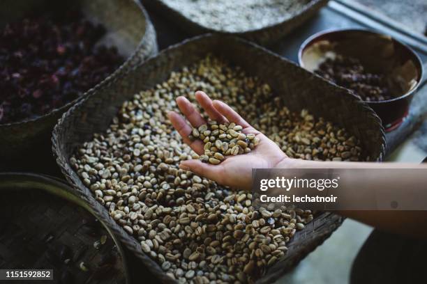 female hand holding traditional balinese roasted coffee - civet coffee in indonesia stock pictures, royalty-free photos & images