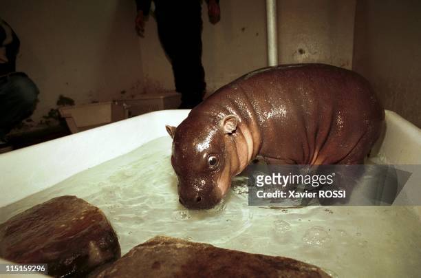 Birth of Antone, baby hippo at Bois de Vincennes Zoo in Vincennes, France on May 19, 2000.