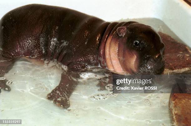 Birth of Antone, baby hippo at Bois de Vincennes Zoo in Vincennes, France on May 19, 2000.