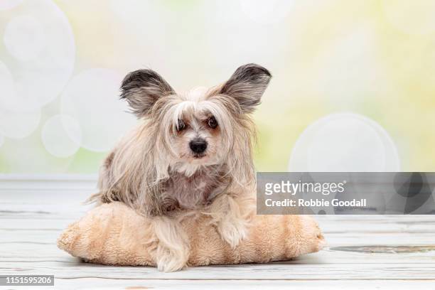 chinese crested dog sitting on a pillow looking at the camera on a studio backdrop. - sans poils photos et images de collection
