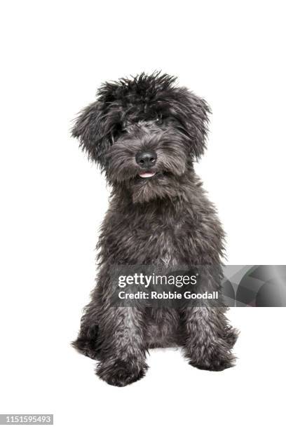 full length portrait of a fluffy gray mixed breed puppy on a white backdrop. - white schnauzer puppies stock pictures, royalty-free photos & images