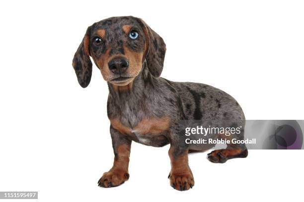 brown and tan miniature dachshund looking towards the camera. - hound stock pictures, royalty-free photos & images