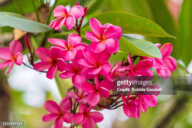 pink frangipani flowers - frangipane stock pictures, royalty-free photos & images