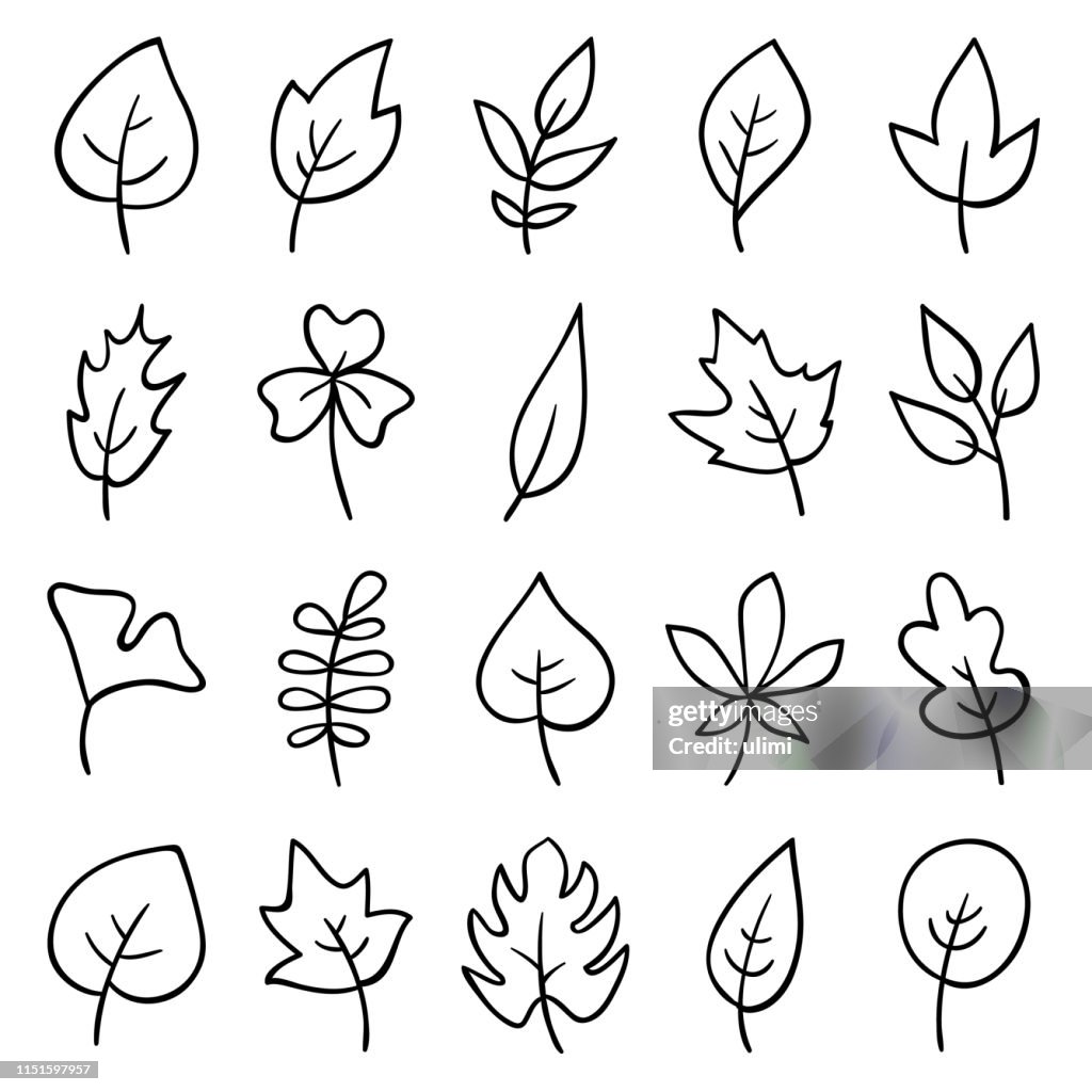 Folhas desenhadas mão