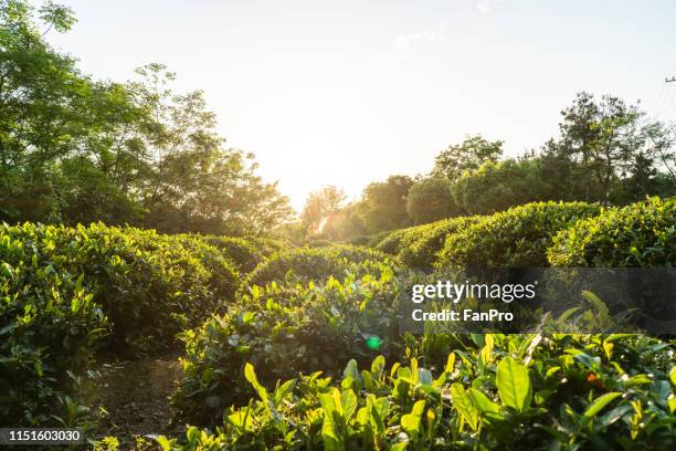 tea garden sunset - japanese tea garden stock pictures, royalty-free photos & images