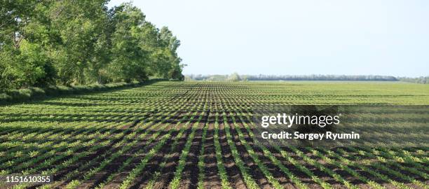 shoots in the field in spring - suikerbiet stockfoto's en -beelden