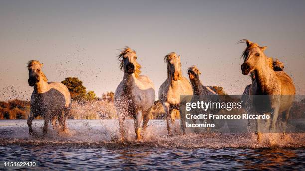 wild white horses of camargue running in water - running horses stockfoto's en -beelden