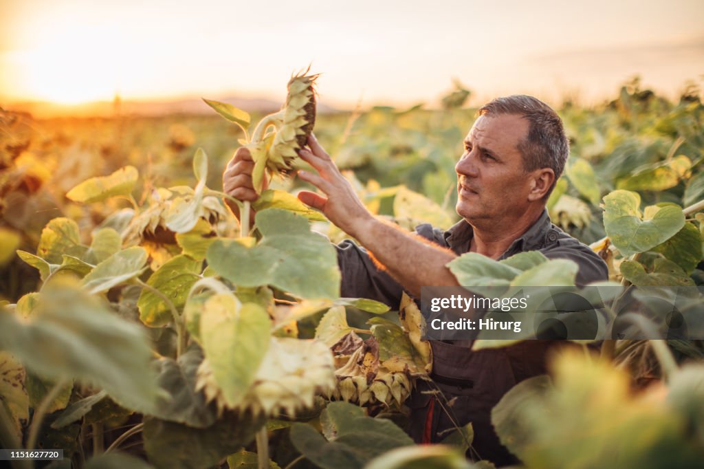 Senior farmer examining sunflowers before harvest
