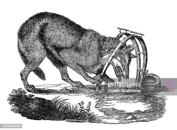 wild wolf trapped in trap fighting for his life - wolves fighting stock illustrations