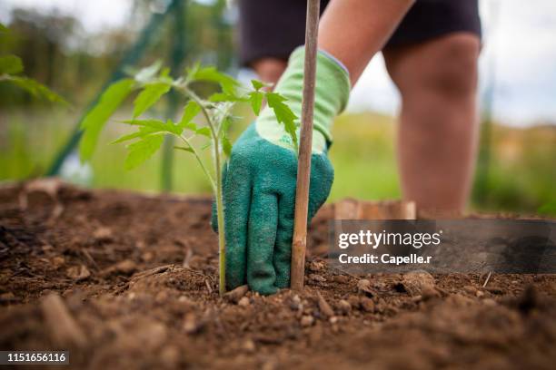 jardinage - plants de tomate - huerto fotografías e imágenes de stock