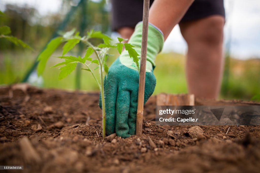 Jardinage - Plants de tomate