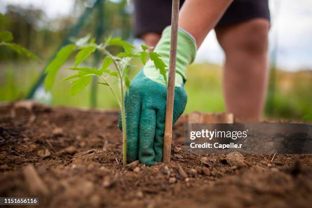 jardinage - plants de tomate - tomato seeds stock pictures, royalty-free photos & images