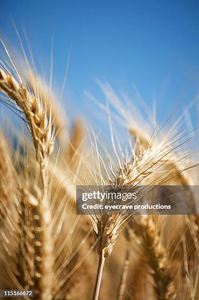 barley golden harvest field - barley stock pictures, royalty-free photos & images