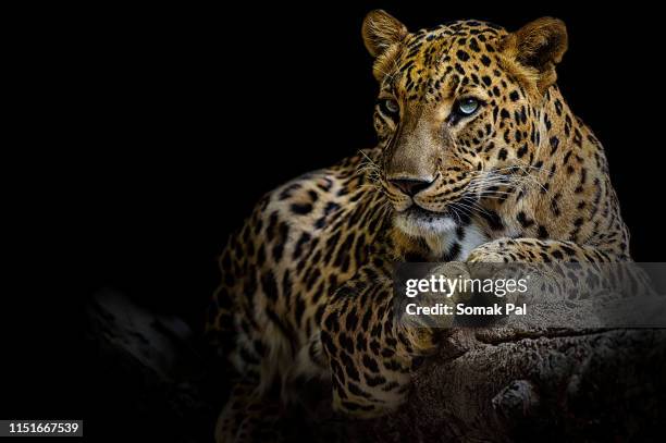 leopard - leopard stock pictures, royalty-free photos & images